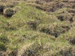 Attēlu rezultāti vaicājumam “Trichophorum cespitosum fruit”