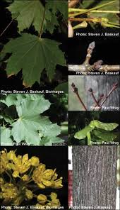 Attēlu rezultāti vaicājumam “Acer platanoides leaf”