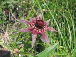 Attēlu rezultāti vaicājumam “Comarum palustre leaf”