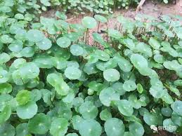 「香菇草」的圖片搜尋結果