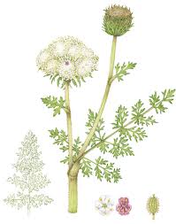 Image result for Daucus carota