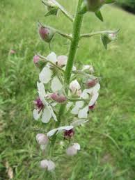 Attēlu rezultāti vaicājumam “Verbascum blattaria leaf”