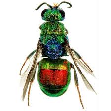 Attēlu rezultāti vaicājumam “Hedychrum sp.”