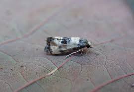 Attēlu rezultāti vaicājumam “Cochylis dubitana”