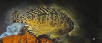 Image result for Schedophilus ovalis