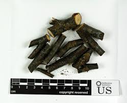 Attēlu rezultāti vaicājumam “Melanohalea olivacea”