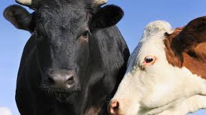 Image result for ganado bovino