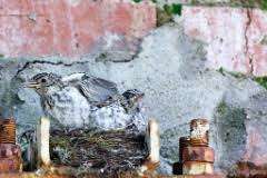 Attēlu rezultāti vaicājumam “Muscicapa striata nest”