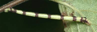 Attēlu rezultāti vaicājumam “Electrophaes corylata”