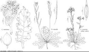 Attēlu rezultāti vaicājumam “Diplotaxis muralis fruit”