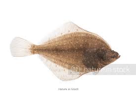 Image result for Pleuronectes platessa