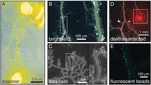 Attēlu rezultāti vaicājumam “Physarum penetrale stalked”