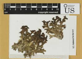 Attēlu rezultāti vaicājumam “Heterotrichia oerstedii (syn. Arcyria oerstedii) stalked”