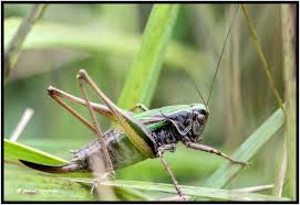 Attēlu rezultāti vaicājumam “Metrioptera brachyptera”