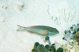 Image result for Sparisoma aurofrenatum