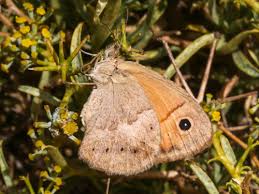 Attēlu rezultāti vaicājumam “Coenonympha pamphilus underside”