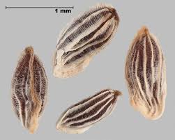 Attēlu rezultāti vaicājumam “Odontites vulgaris fruit”