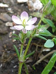 Attēlu rezultāti vaicājumam “Spergularia rubra leaf”