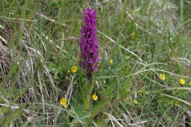 Attēlu rezultāti vaicājumam “Dactylorhiza cruenta”