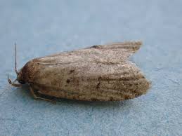 Attēlu rezultāti vaicājumam “Luquetia lobella”