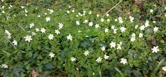Attēlu rezultāti vaicājumam “Anemone nemorosa”