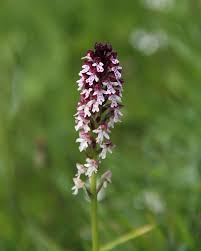 Attēlu rezultāti vaicājumam “Orchis ustulata”