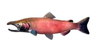 Image result for Oncorhynchus kisutch