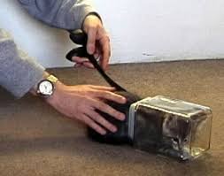 Kuvahaun tulos haulle bonsaikitten