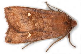 Attēlu rezultāti vaicājumam “Eupsilia transversa”