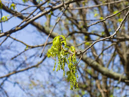 Attēlu rezultāti vaicājumam “Quercus robur male flower”