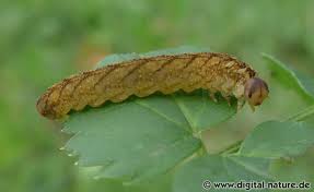 Attēlu rezultāti vaicājumam “Tenthredo campestris”