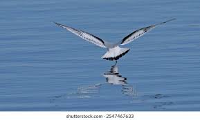 Attēlu rezultāti vaicājumam “Larus minutus”