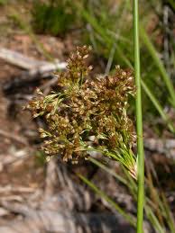 Attēlu rezultāti vaicājumam “Juncus effusus fruit”