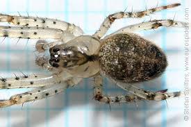 Attēlu rezultāti vaicājumam “Metellina merianae”