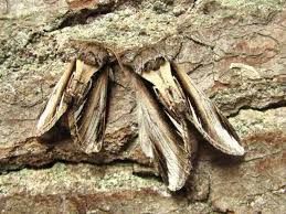 Attēlu rezultāti vaicājumam “Pheosia gnoma male”