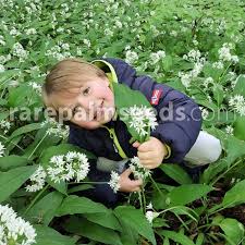 Image result for Allium ursinum