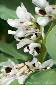Attēlu rezultāti vaicājumam “Vicia faba flower”