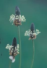 Attēlu rezultāti vaicājumam “Plantago lanceolata”