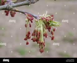 Attēlu rezultāti vaicājumam “Acer negundo male flower”