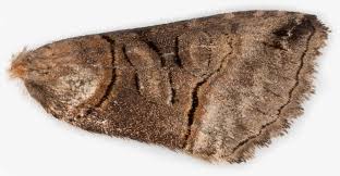 Attēlu rezultāti vaicājumam “Abrostola tripartita”