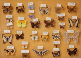 Attēlu rezultāti vaicājumam “Noctuidae”