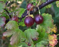 Attēlu rezultāti vaicājumam “Ribes uva-crispa fruit”