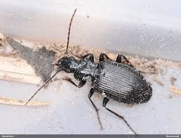 Attēlu rezultāti vaicājumam “Limodromus assimilis”