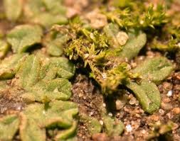 Attēlu rezultāti vaicājumam “Riccia sorocarpa macro”