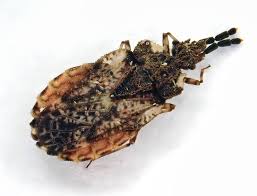 Attēlu rezultāti vaicājumam “Aradus betulae”