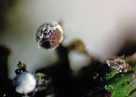 Attēlu rezultāti vaicājumam “Physarum bryocorticola macro”