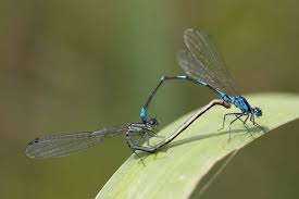 Attēlu rezultāti vaicājumam “Coenagrion pulchellum female”