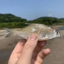 Image result for Carpiodes velifer