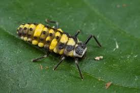 Attēlu rezultāti vaicājumam “Nematus salicis”