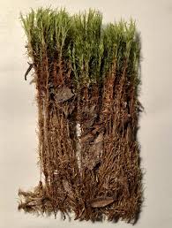 Attēlu rezultāti vaicājumam “Dicranum bonjeanii”